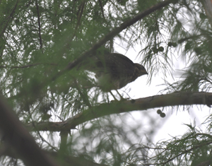 First Fledge